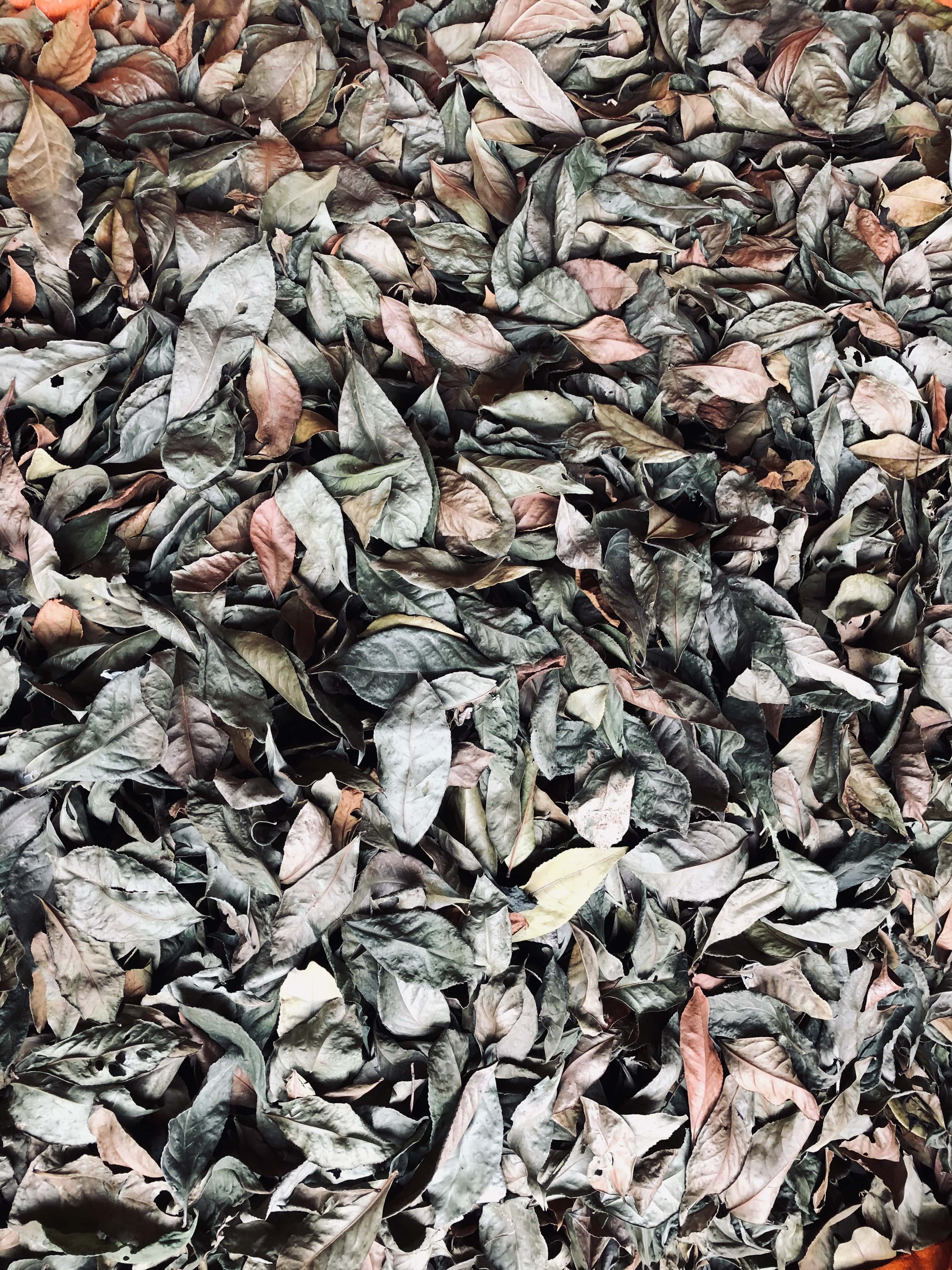 CHÈ KHÔ ĐÓNG GÓI 1/2 KG (5 GÓI)