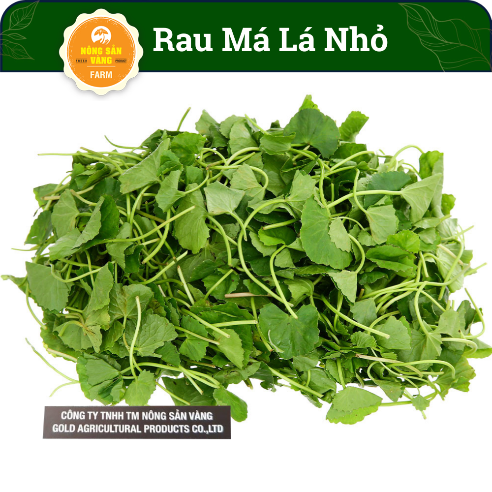 Seeds pennywort leaves small easy to grow, vitality intense, fewer pests (Package 1gram)-shallow gold