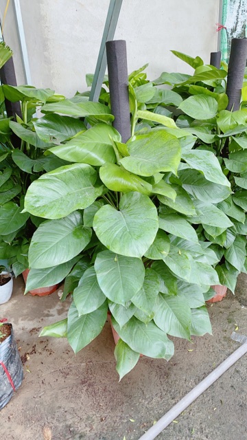 Trầu Bà Leo Size Đại