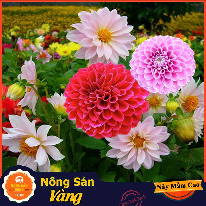 Agent daisy flower seed (Hetian Dahlia flower) long-lasting flowers and very decorative smell (pack of 50 seeds)-shallow yellow