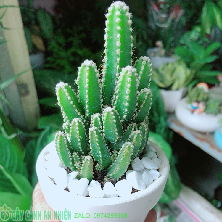 [HCM]Chậu Cây Xương Rồng Thanh Sơn