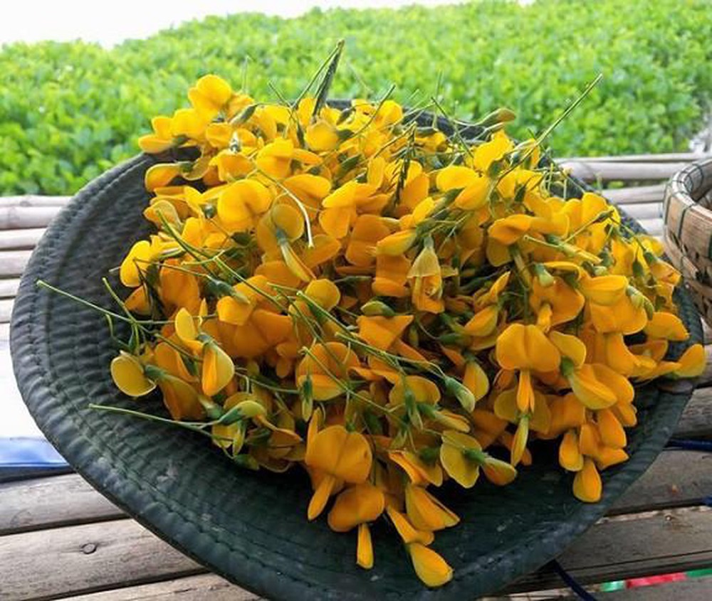 Hạt Giống Bông Điên Điển Lâu Năm, Dễ Trồng, Thu Hoạch Kéo Dài Liên Tục