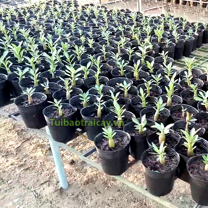 1Kg Chậu nhựa đen 36x30