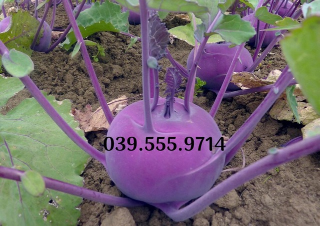 Hạt giống Su Hào Pháp Tím 2gam