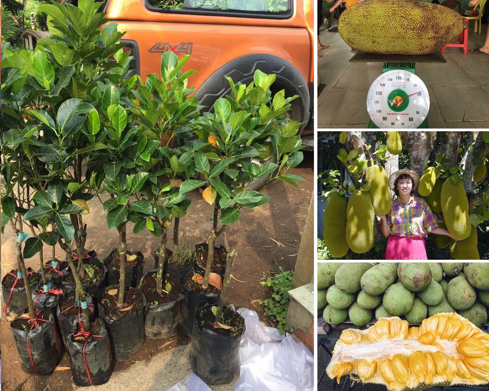 Cây giống mít thái siêu sớm cây đã bói quả có quả ăn ngay +tặng kèm phân trùn quế giúp cây lớn cực nhanh