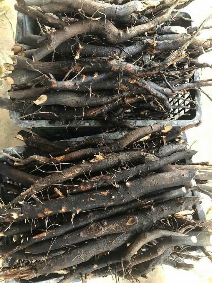 [1Kg] Sâm béo đen (sâm bảo ngọc) hàng rừng tươi