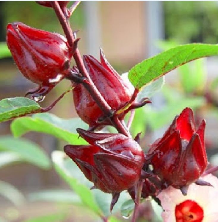 Hạt Giống Cây Atiso Đỏ ( Bụp Giấm) 10 hạt/gói