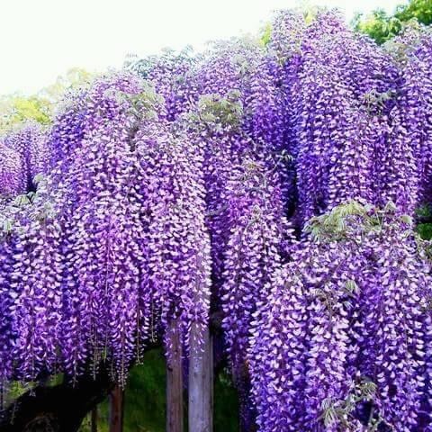 Hạt giống hoa tử đằng nhật bản gói 5 hạt - ( TẶNG gói kích thích hỗ trợ hạt nảy mầm)