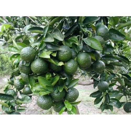 Giống cam sành không hạt LĐ6