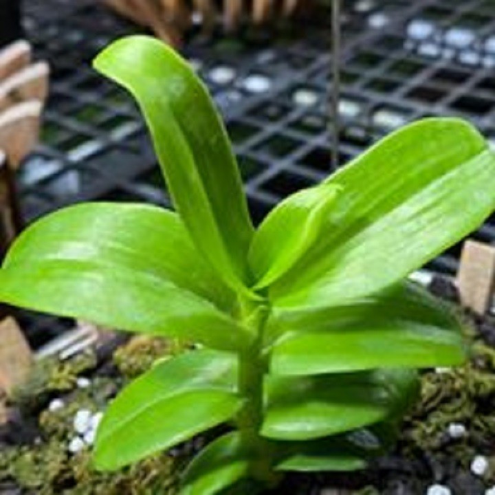 Hoa lan - trầm rừng myamar(cao 20cm, bộ rễ khỏe)