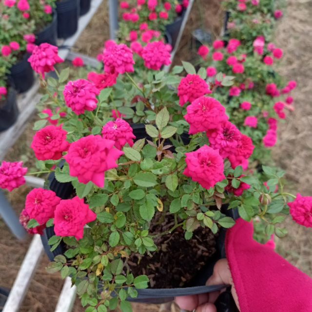 Giá gốc - hoa hồng tỷ muội