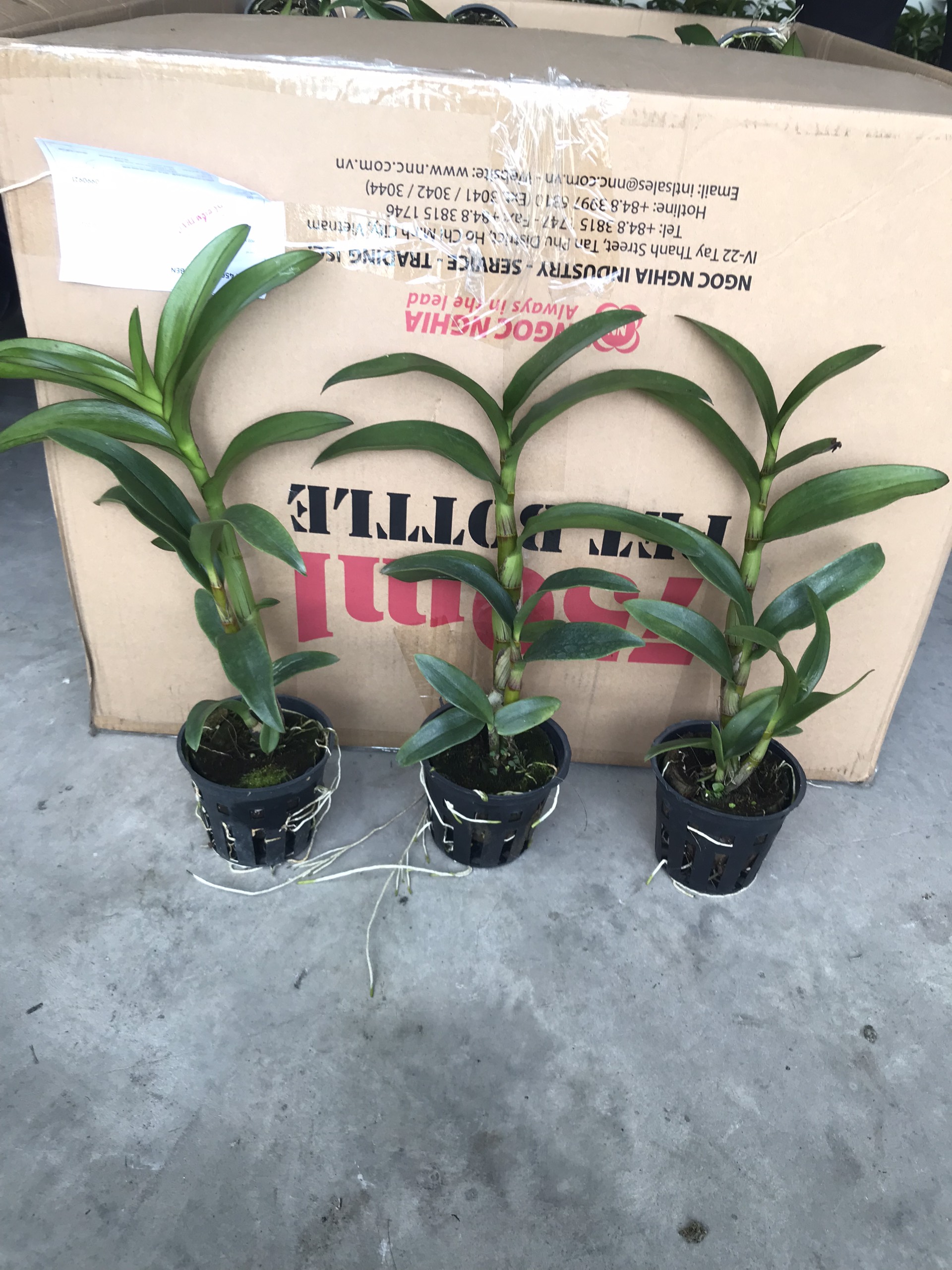 Denrro nắng xưa huyết long