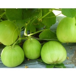 Hạt giống dưa lê siêu ngọt Popoca , đóng gói 0,5gr