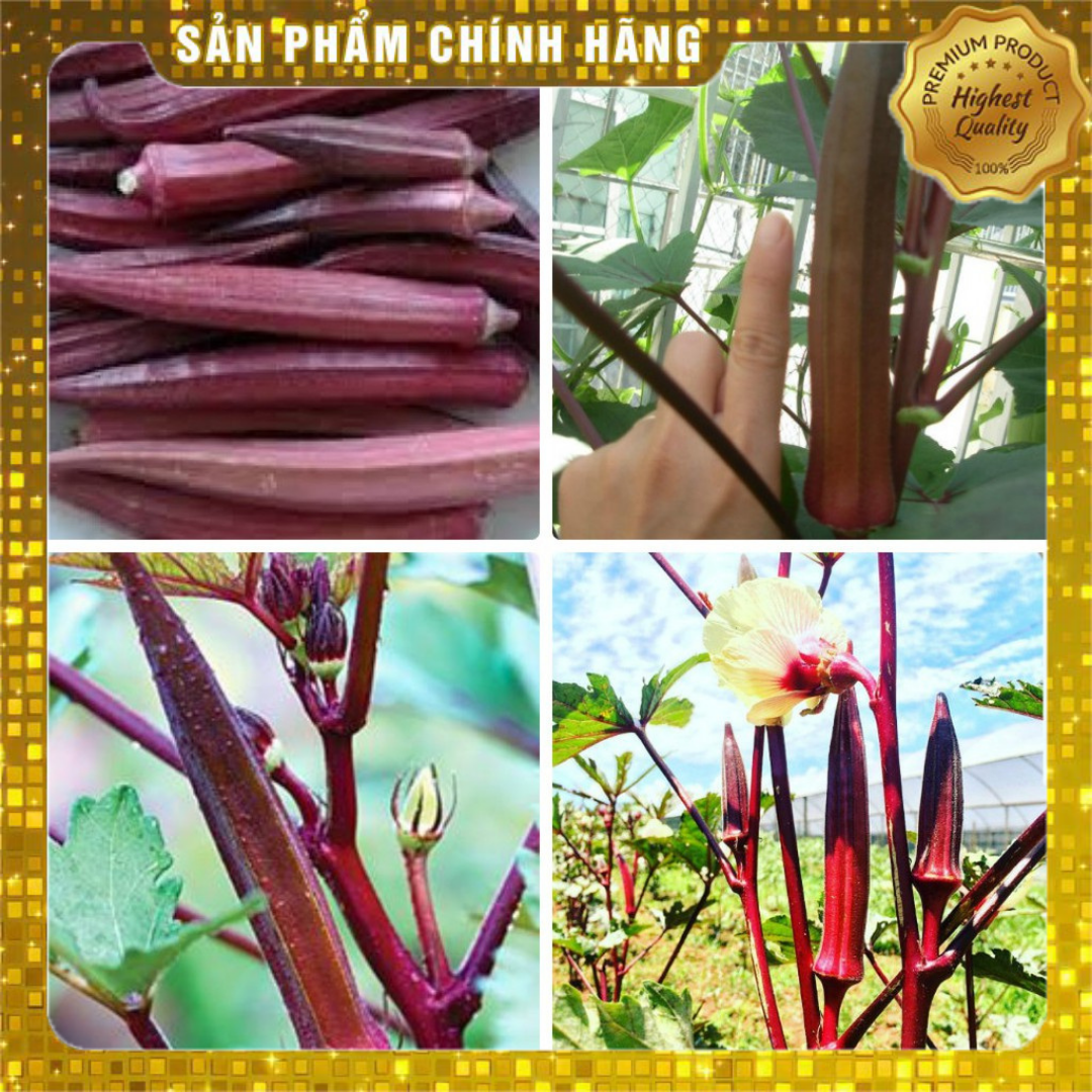 2GR_HẠT GIỐNG ĐẬU BẮP ĐỎ (NẢY MẦM CỰC CHUẨN)
