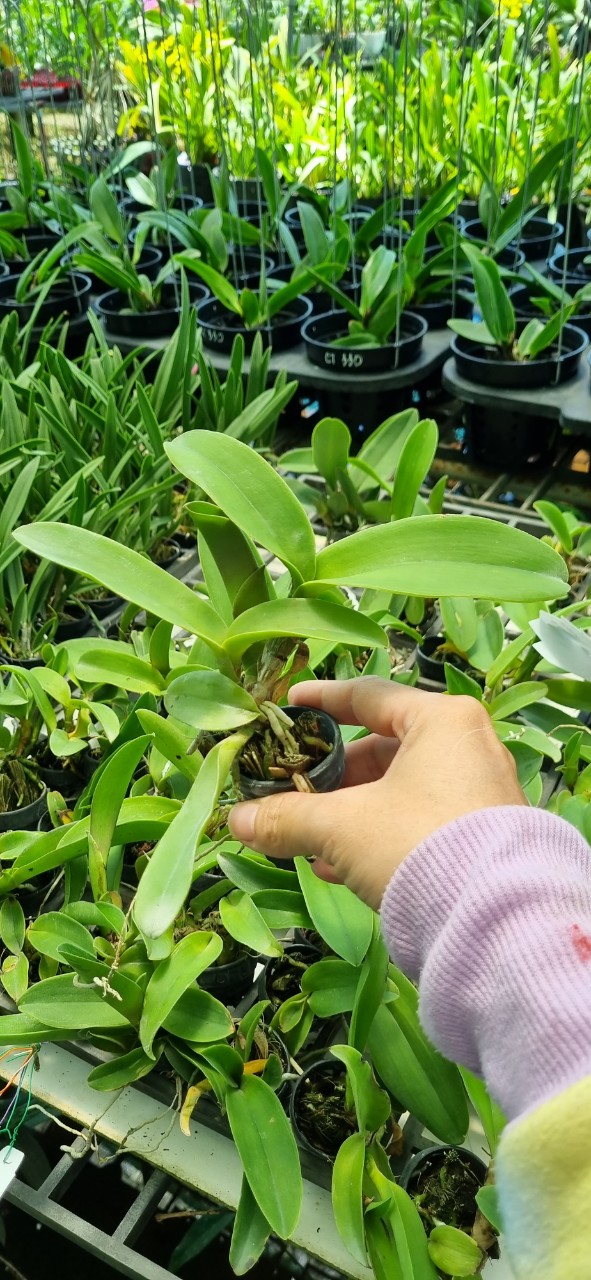 HOA LAN CATT KLINKOSOOM CÂY GIỐNG