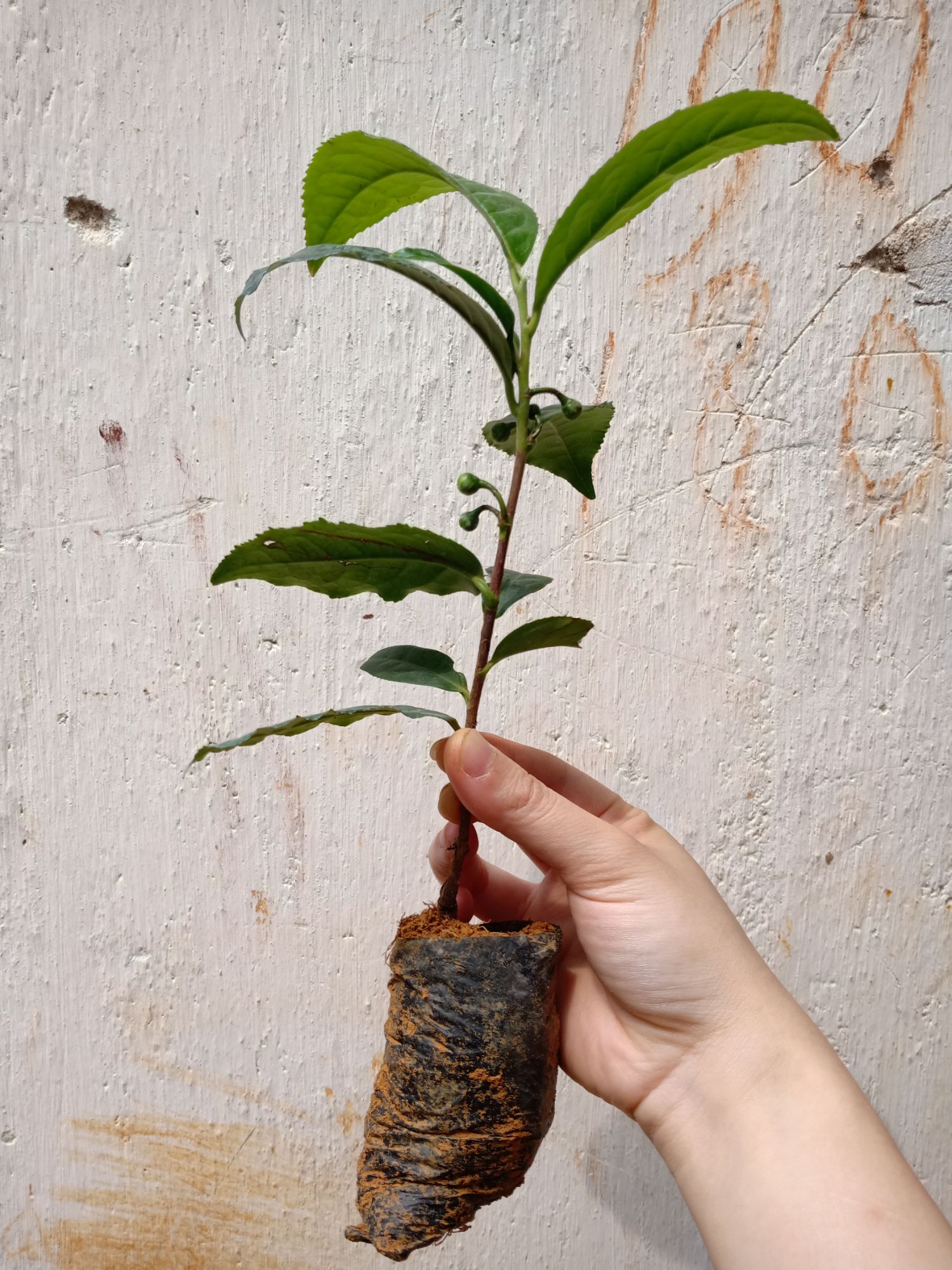 Cây chè Shan Tuyết giống