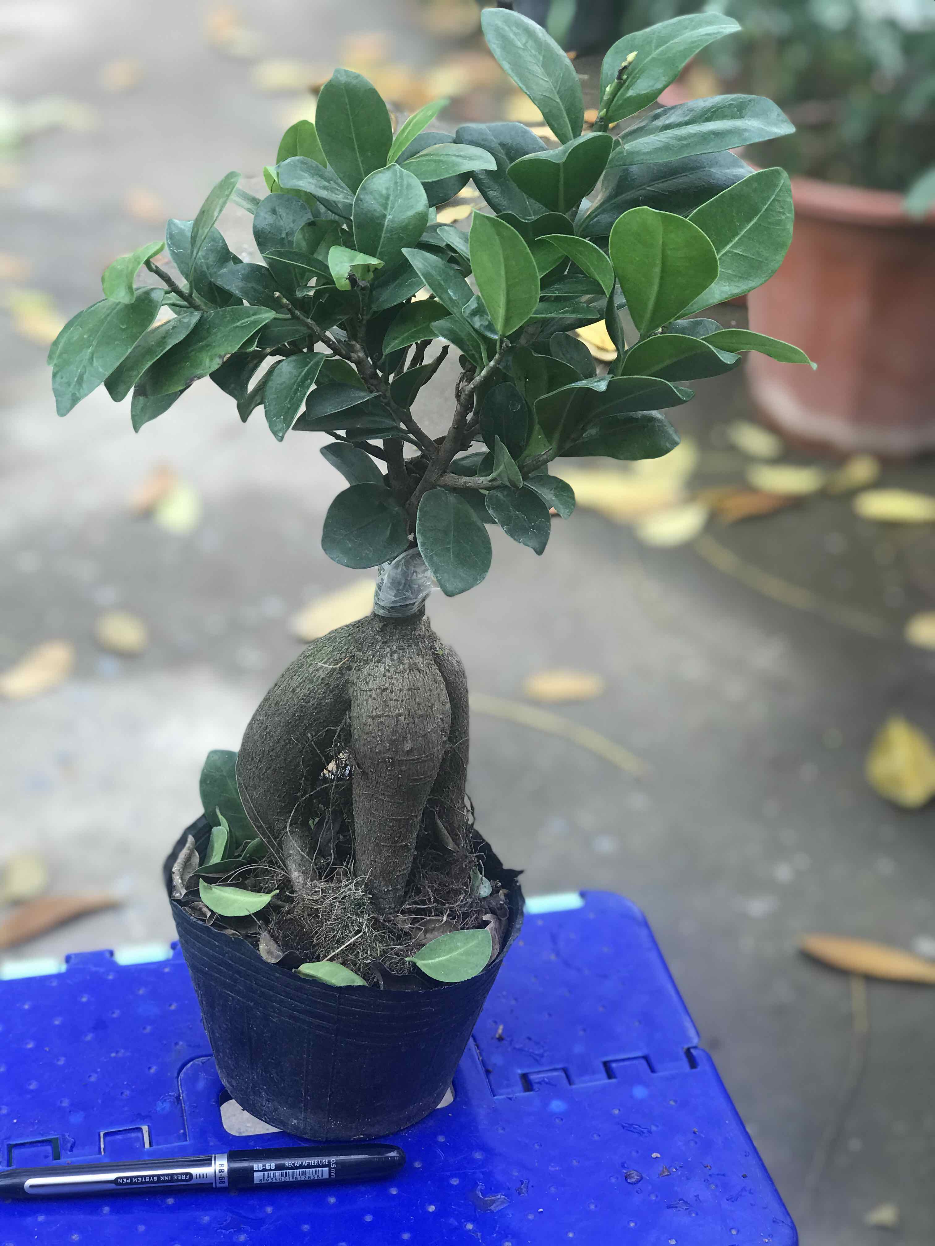 Cây si nhật