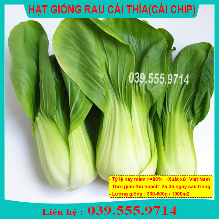 Hạt Giống Cải Chít 50gam