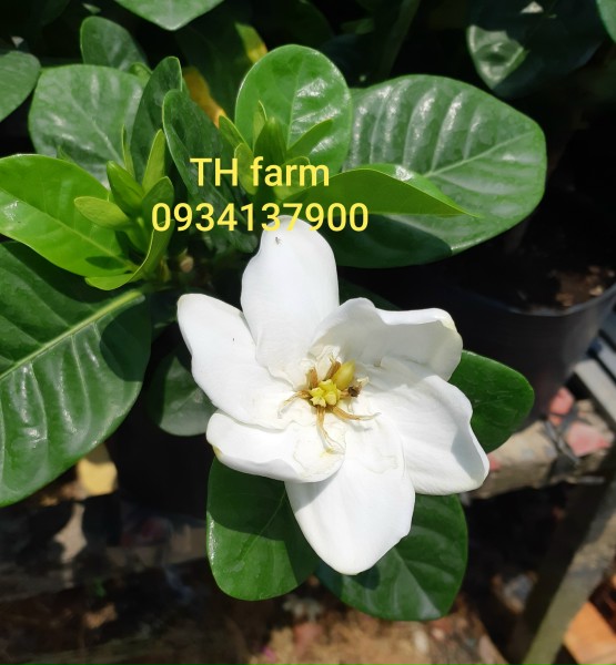 Cây hoa dành dành cánh đơn (bạch thiên hương)