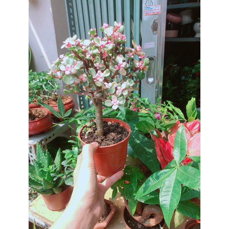 [HCM]Cây Cành Vàng Lá Ngọc 1 Thân