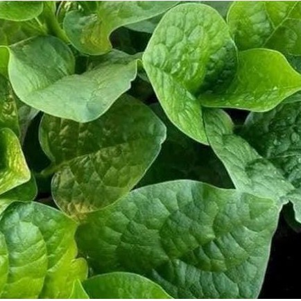 Hạt giống Mồng Tơi Xanh Lá to - 100 hạt