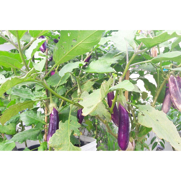Hạt giống Cà Tím Quả Dài Thái