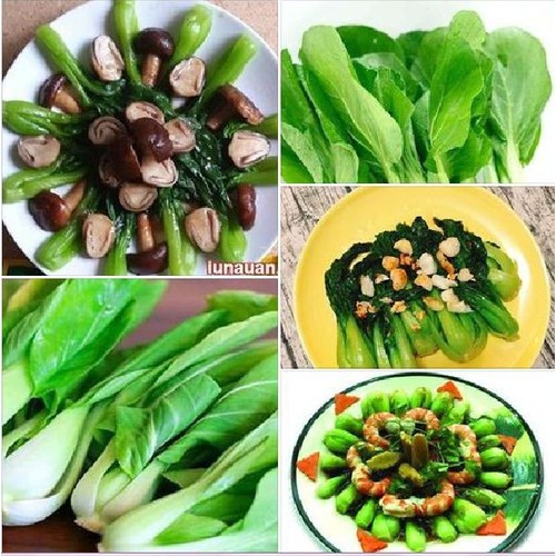 Hạt giống rau cải chíp xanh - 1 gói 20gr