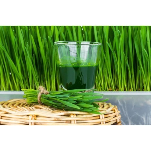 1kg Hạt Giống Cỏ Lúa Mì Vàng ươm nảy mầm - ép nước uống.