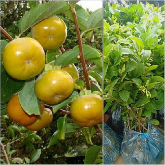 [FREESHIP - Xả Khô Máu] Cây hồng giòn nhật bản