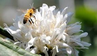 [HCM][2 lít 2000mlư Mật Ong hoa rừng Nguyên Chất 100% - Dùng rất tốt cho sức khỏe - Quà tặng sang trọng thumbnail