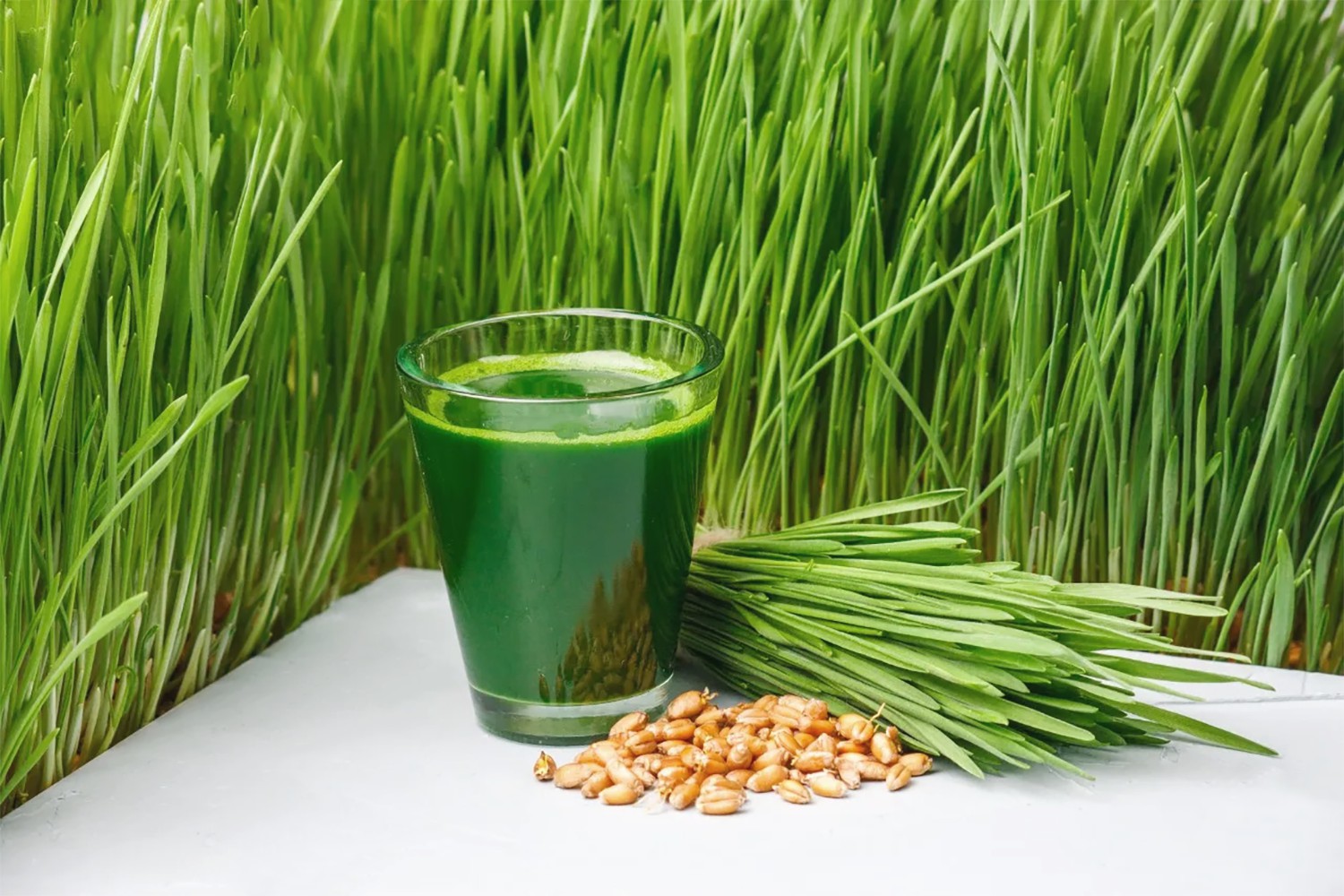 Hạt Giống Cỏ Lúa Mì Đỏ - Cỏ Lúa Mạch - Wheatgrass (100 Gam) ( ECO.470)