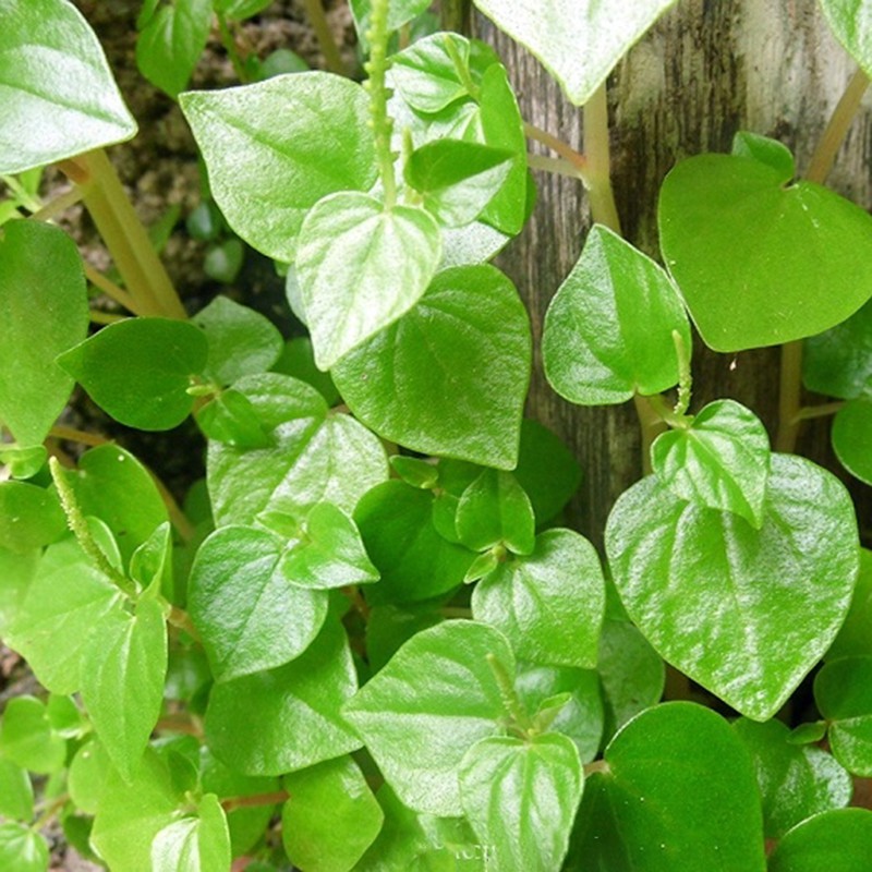 0,5GR - hạt giống rau càng cua