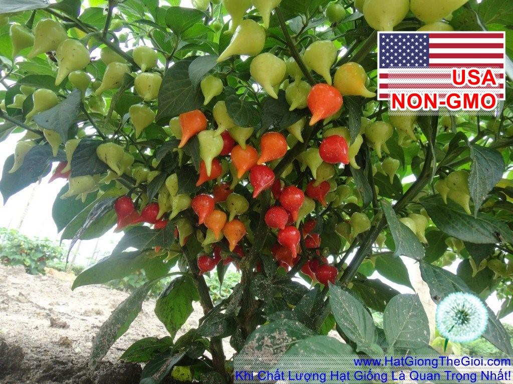 1Gr 170 Hạt Hạt Giống Ớt Kiểng Lùn Biquinho Đỏ (| C2)