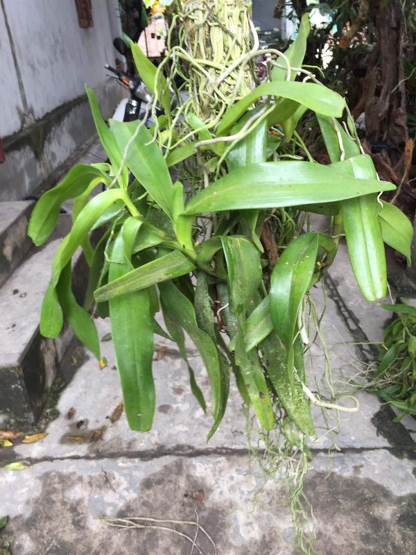Lan giáng hương tam bảo sắc