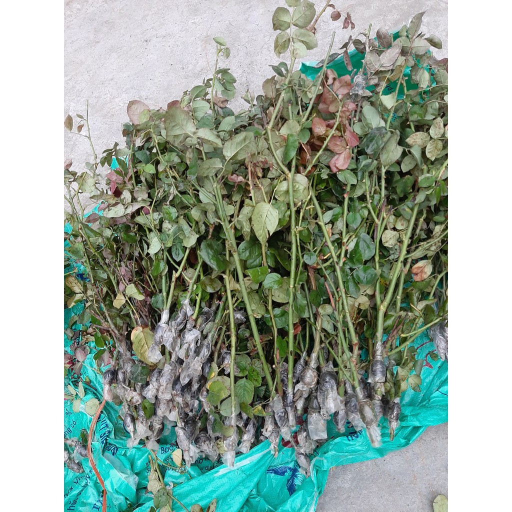 Cành Chiết Hồng Cổ Tàu (Giống Hoa Hồng)