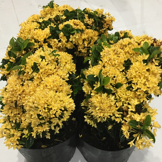 Mẫu đơn vàng lá xoắn siêu bông