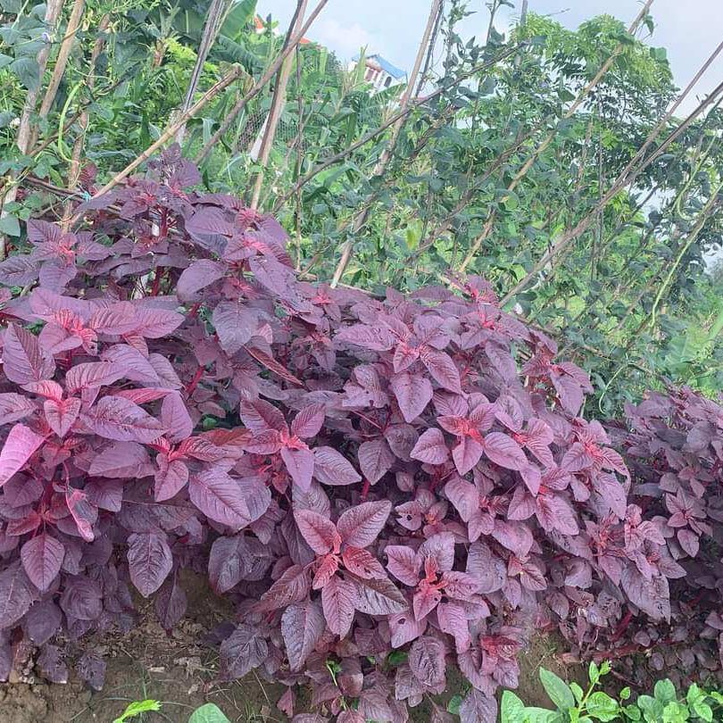 Hạt giống Rau Dền Đỏ 15 (20g~7000 hạt) sinh trưởng khỏe, nhanh thu hoạch, trồng quanh năm - Hạt giống Rạng Đông