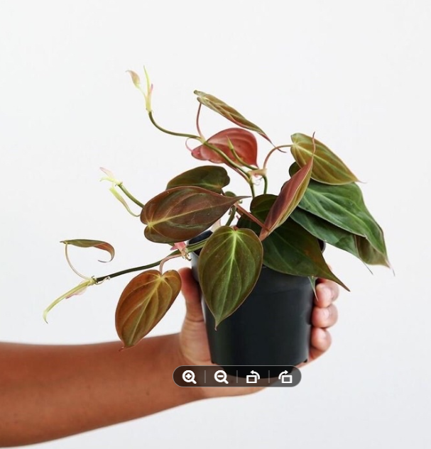 Cây giống Philodendron Micans chậu nhựa