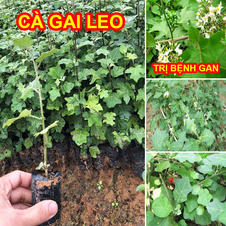 [Cây dược liệu] Cây giống Cà Gai Leo