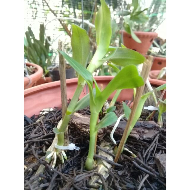 Phong Lan Ki phi điệp-giả hạt(Ninh Thuận)