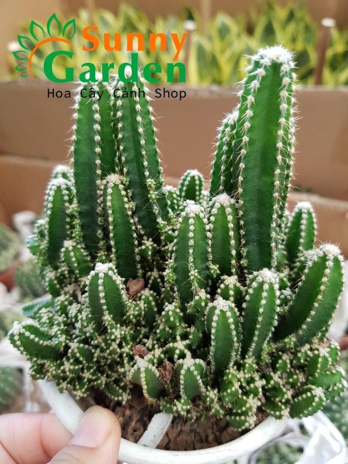 Xương Rồng Thanh Sơn - Chậu Trung