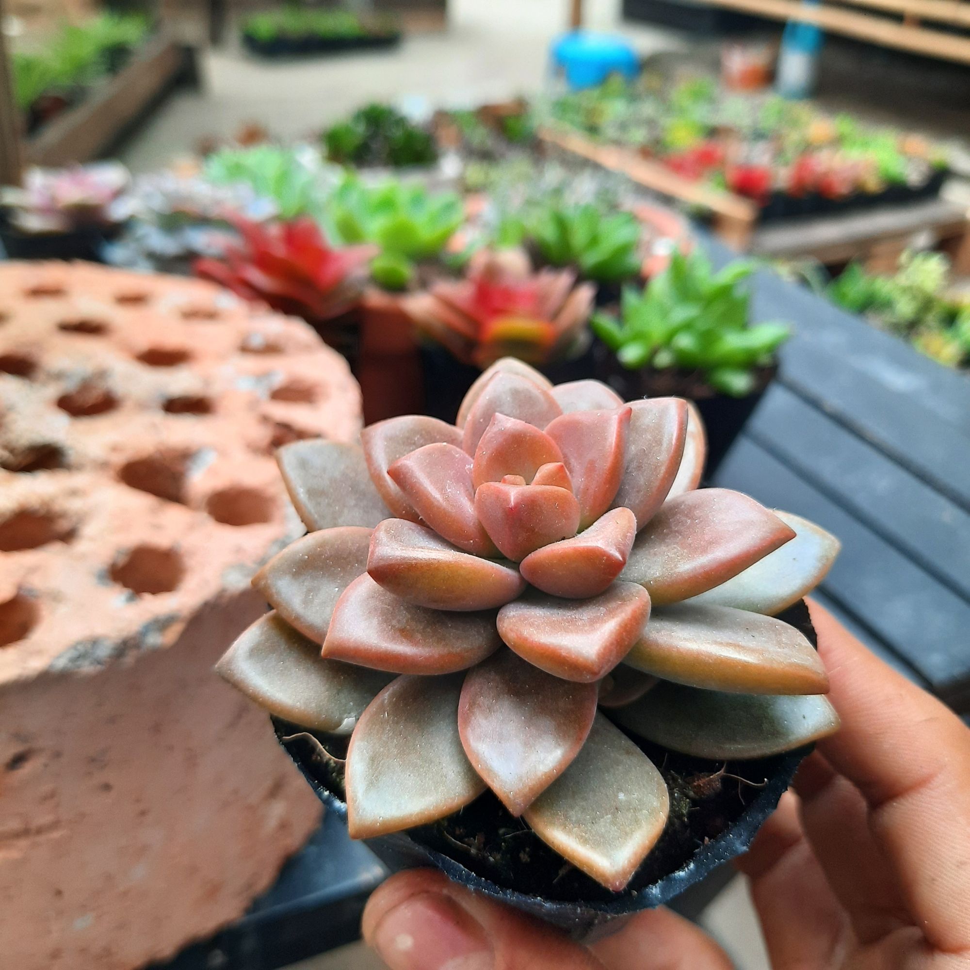 Sen đá ngẩu nhiên ( Tặng kèm 0.2gam đất )