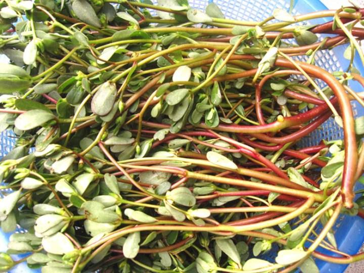 H171- Gói 5gr hạt giống rau sam