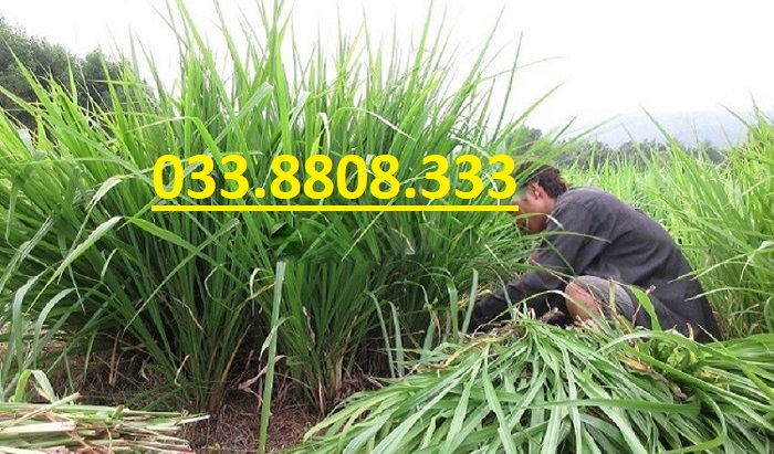 Hạt giống cỏ chăn nuôi Ubon Paspalum - Cỏ xả chịu ngập 200g - Hạt Giống Cỏ Chăn Nuôi Trâu,Bò,dê,cừu,cá... đem lại năng xuất cao trong ngành chăn nuôi
