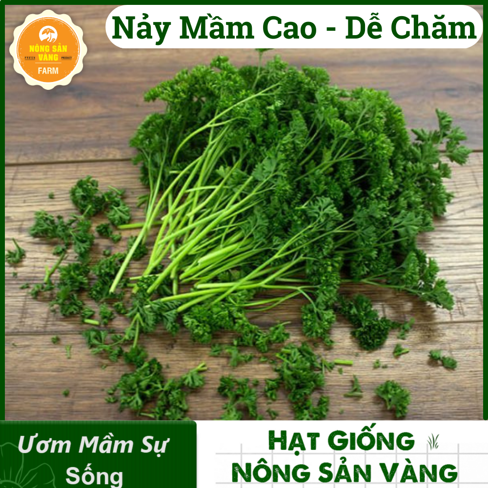 Seed spice coriander West , vegetable spice parsley, parsley, coriander curly