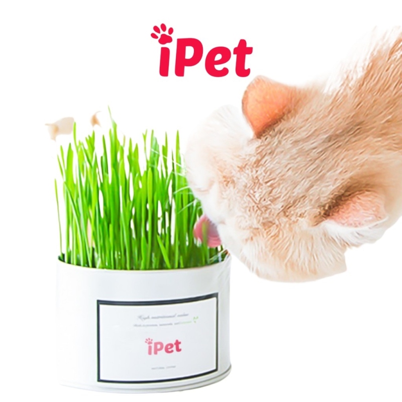 ✢❡◈  Hạt Giống Cỏ Mèo Giúp Tiêu Hóa Tốt - iPet Shop