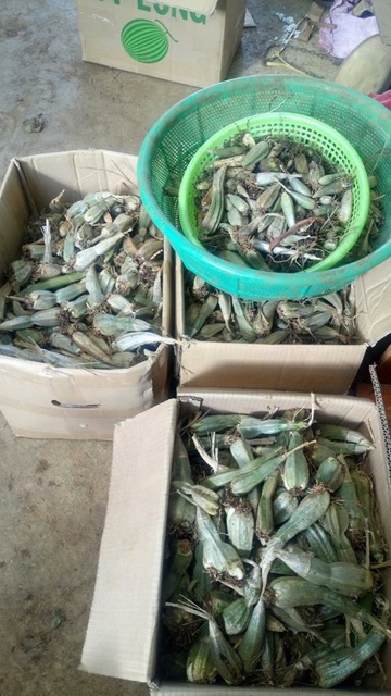 Củ lan bầu HỒ LÔ,túy lan rừng (lan bau ruou), củ đẹp