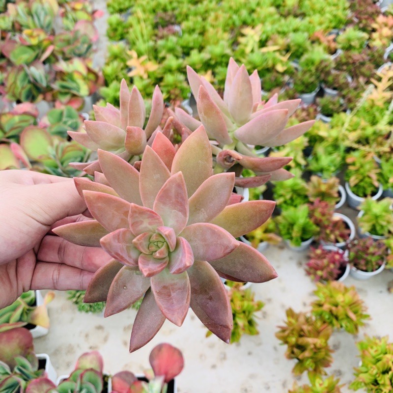 SEN ĐÁ ĐỎ SIZE TRUNG BÌNH SIÊU KHOẺ ĐẸP LỖI 1 ĐỔI 1