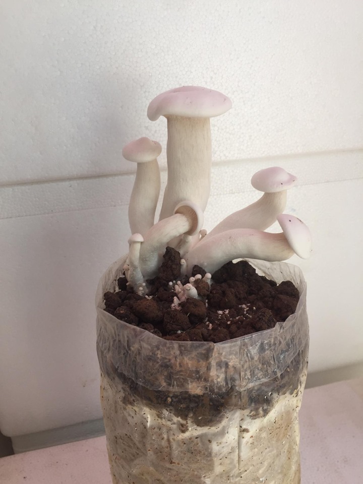 bịch nấm hoàng đế
