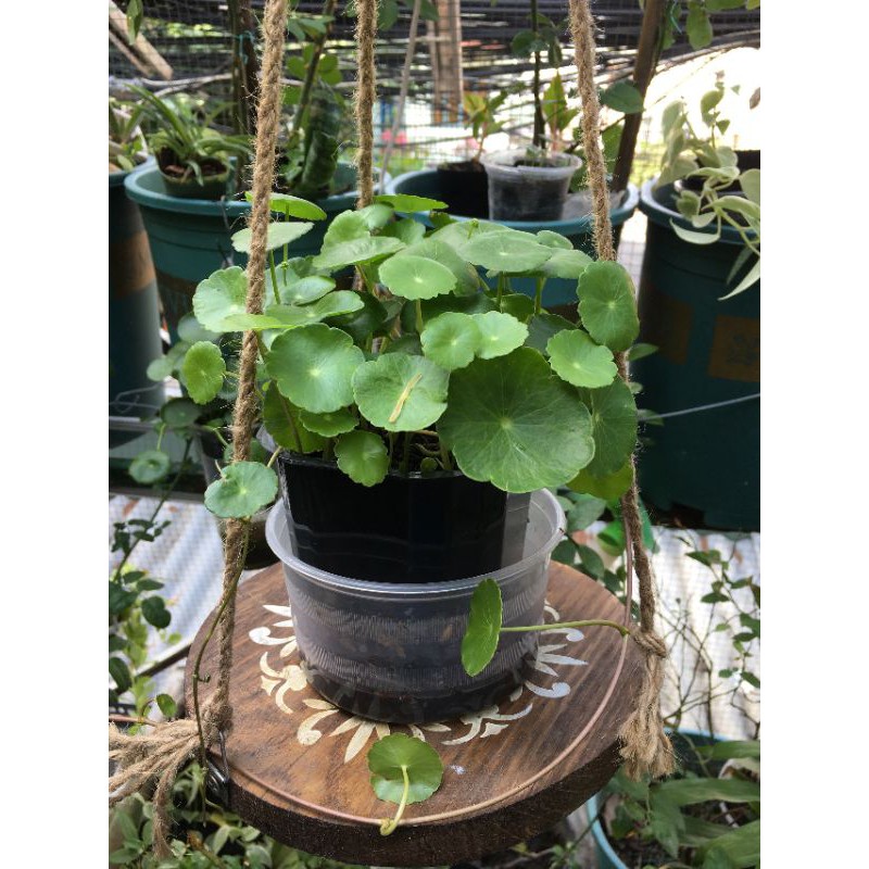 cây đồng tiền - cây rau má kiểng - cây rau má thái + Tặng 4 Cây Chè Xanh